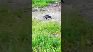 My old crow friend quotWhitefootquot whos living next to the river Isar [upl. by Derinna]