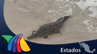 Cocodrilo llega a playa de Mazatlán  Noticias de Mazatlán [upl. by Tiny]