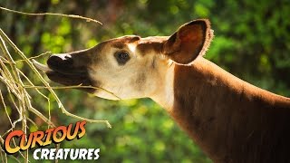 Okapi facts [upl. by Frodine]