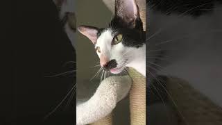 Stache doing the chatter cat sound to perfection cat catshorts orientalshorthair [upl. by Moor888]