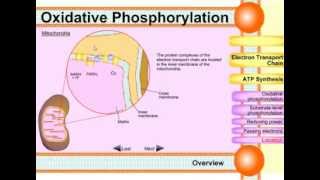 5 Substrate Level Phosphorylation  Biological Oxidation  Biochemistry  NJOY Biochemistry [upl. by Jamal224]