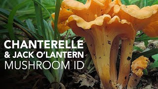 Chanterelle amp Jack OLantern — Mushroom ID [upl. by Nostets]