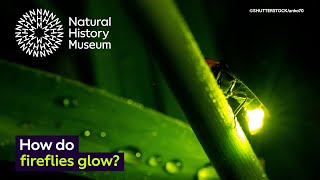 How do fireflies glow  Surprising Science [upl. by Gazzo]