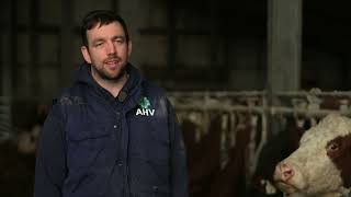 AHV Customer Testimonial Kyle Hanbidge explains how he gets his cows into calf every year with AHV [upl. by Aneliram]