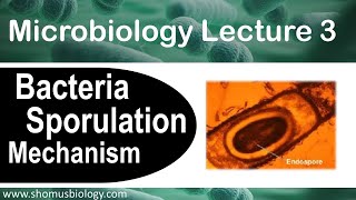 Microbiology lecture 3  Sporulation of bacteria How endospore forms [upl. by Coffee421]