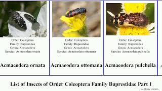 List of Insects of Order Coleoptera Family Buprestidae Part 1 agrilus acmaeodera acmaeoderella [upl. by Charyl]