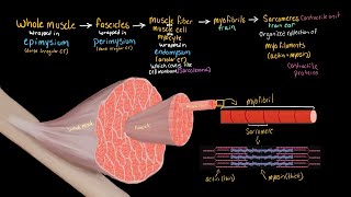 Structural Organization of Skeletal Muscle [upl. by Ahseiyn]