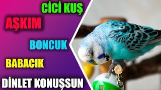 Cici Kuş Aşkım Babacık Konuşan Muhabbet Kuşu Boncuk Dinlet Konuşsun [upl. by Nowyt]