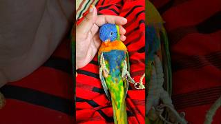 Rainbow lorikeet pet birds pets petbird lorikeet shorts shortsviral [upl. by Ayanaj]