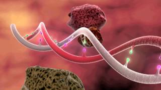 DNA Mutation 3D Animation [upl. by Gnuy]