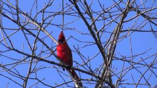 Cardinal bird singing [upl. by Randi]