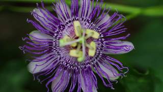 Passion Flower Passiflora incarnata [upl. by Griffiths]