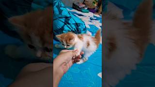 kitten flatnose😂 bayipersia kitten anakkucinglucu cover cat faktaunikkucing automobile music [upl. by Care280]