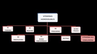 Vitaminas hidrosolubles Vitamina B12 o Cobalamina [upl. by Eux]