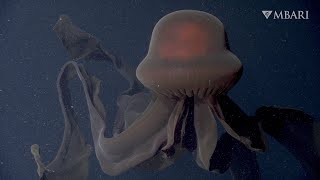 An extraordinary deepsea sighting The giant phantom jelly [upl. by Esojnauj645]