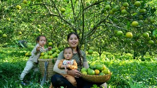 Harvest the orange garden to sell at the market  trap giant fish to cook with your children [upl. by Adnilema]