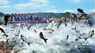 Japanese Flying Fish Catching and Processing  How to fishing Flying Fish  Fish Processing Plant [upl. by Cnut]