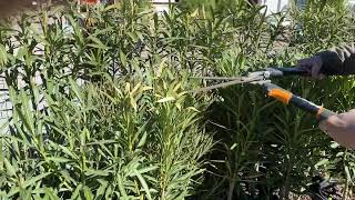 Trimming Oleanders after winter frost This will help with new growth [upl. by Lusty883]