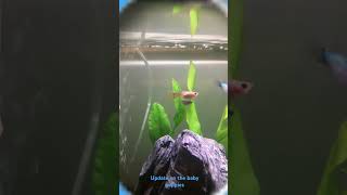 Baby green guppy update [upl. by Amikan]