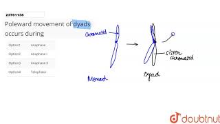 Poleward movement of dyads occurs during [upl. by Ahsiuqram599]