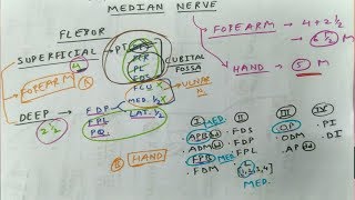 Median Nerve  1  Branches in Forearm Superficial Flexor Muscles and Hand FPB APB OP L [upl. by Nicholle]