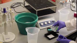 How To Western Blot [upl. by Amorete667]