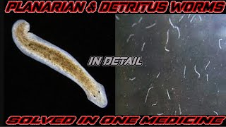 Detritus worm and Planaria worms in fish tank What are they and how to remove them one medicine [upl. by Eekram]