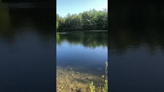 A beautiful day in Boxford State Forest outdoors summertime newengland forest [upl. by Armand]