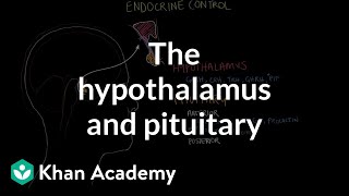 The hypothalamus and pituitary gland  Endocrine system physiology  NCLEXRN  Khan Academy [upl. by Lirva]