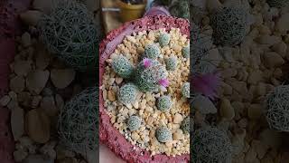 mammillaria vetula ssp gracilis CV Roi baudoin yonniux [upl. by Devan]