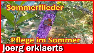 Schmetterlingsflieder im Sommer pflegen Sommerflieder ausputzen DIY Tutorial [upl. by Aehcim370]