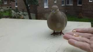 How I Did Domesticate a Mourning Dove in Few MinutesHD [upl. by Ecenaj]