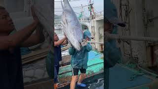 Hoisting a MASSIVE Bluefin Tuna from the Boat 🐟💪 BigCatch SeaAdventure BluefinTuna [upl. by Maggio]