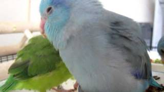 Baby Parrotlets learn to eat veggies amp drink water  5 weeks old [upl. by Amaras]