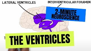 2Minute Neuroscience The Ventricles [upl. by Lorollas]