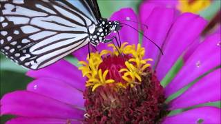 Butterflies drink nectar from flowers using proboscis [upl. by Pratt]