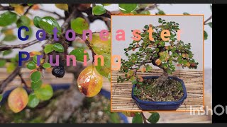 setting this little cotoneaster bonsai for the future but keeping the colours [upl. by Akeem]