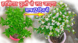 नवंबर मे 1 काम करदो हारसिंगार  पारीजात फूलों से लद जाएगा  Harsingar Plant Kaise Lagaye  Parijat [upl. by Ahsiekar]