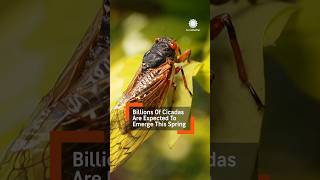 Billions of Cicadas to Emerge in 2024 [upl. by Ruford71]