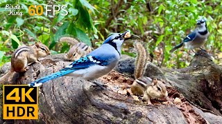 Cat TV for Cats to Watch 😺 Birds vs Chipmunks A Day in the Wild 🐿 8 Hours 4K HDR 60FPS [upl. by Justinian349]