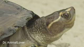 Three striped roofed turtle Batagur dhongoka [upl. by Goer701]