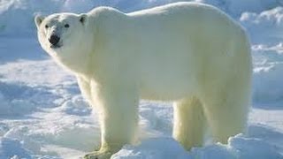 Snow and Ice Svalbard Arctic Wildlife Documentary [upl. by Yrag]