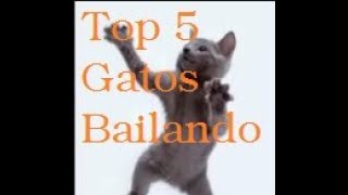 TOP 5 Gatos Bailando [upl. by Lenhart750]