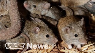 Millions of Mice Are Terrorizing Australia [upl. by Suzanna929]