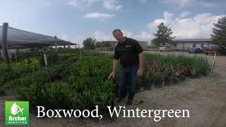 Wintergreen Boxwood  Archer Services [upl. by Errol]