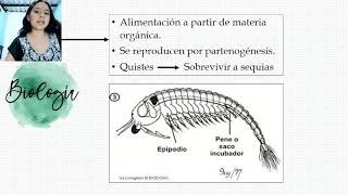 CLASE BRANCHIOPODA  Biología animal [upl. by Avehstab228]