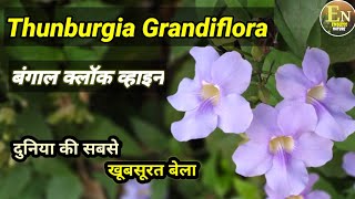 Thunbergia Grandiflora Plant Care Bengal Trumpet Vine Blue sky flower Bengal clock VineThunberg [upl. by Dewar946]