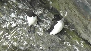 Razorbill Colony in Cornwall  Razorbills [upl. by Dyun]