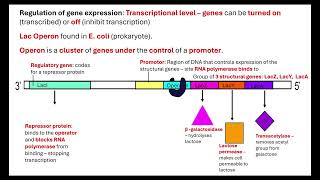 Lac Operon OCR A ALevel Biology 611 Cellular control [upl. by Len832]