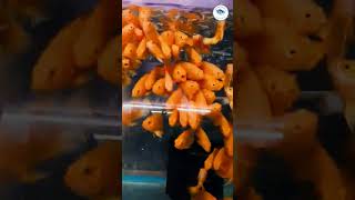 Lemon Oscar  Astronotus Ocellatus aquarium ytshorts reels trending fish youtubeshorts yt [upl. by Nospmas269]